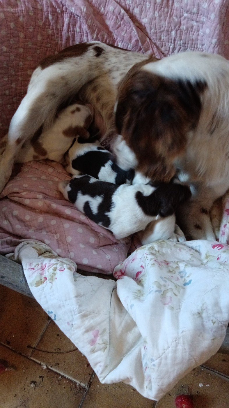 Naissance de trois petits chiots Mâles !!
