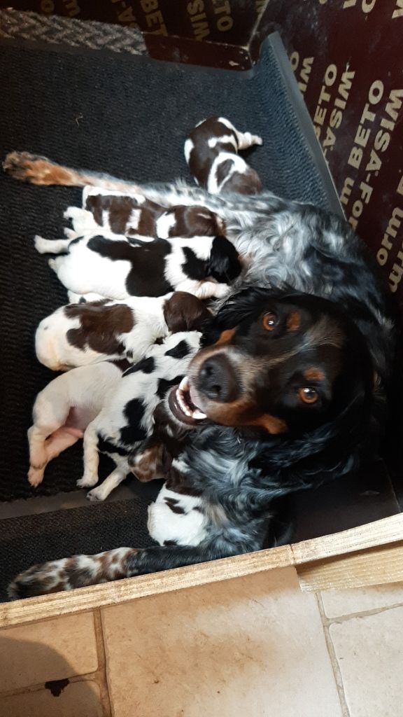 Naissance des chiots de Reve X Porthos