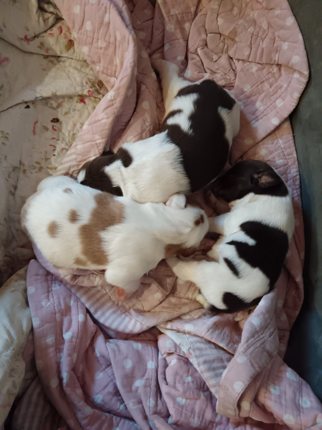 Naissance des chiots de sanssa et Tyson
