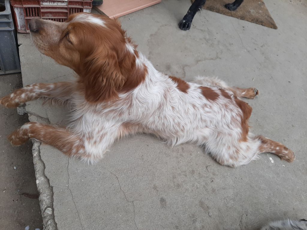Chiens divers