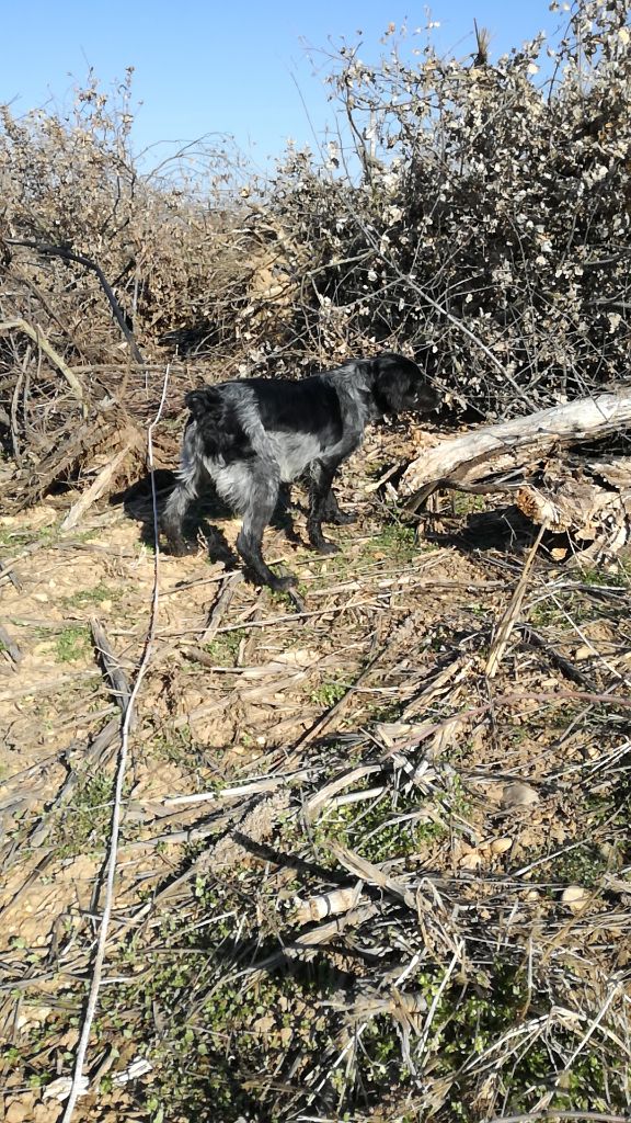 Chiens divers