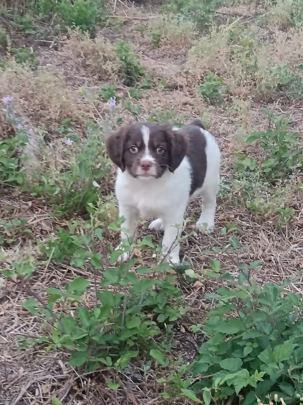 De La Maison Martel - Chiots disponibles - Epagneul Breton